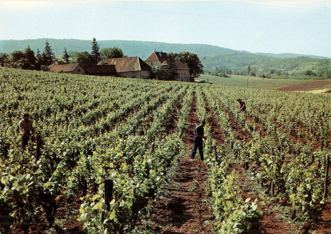 Arbois (Jura). Les vignes, domaine du Sorbief, propriété Henri Maire. Imprimerie DEBAR.