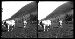 Deux vaches et un jeune vacher dans un paysage montagneux.