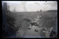 Vaches au bord du ruisseau Angillon.