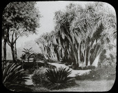Reproduction d'une vue du jardin d'essai du Hamma à Alger.
