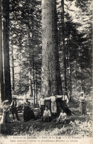 Salins-les-Bains (Jura). La Forêt de la Joux, "Le Président": Sapin mesurant 7 mètres de Circonférence et haut de 52 mètres. Lons-le-Saunier, G.B.