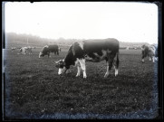 Vaches broutant dans un pré.