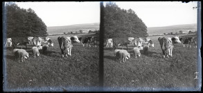 Vaches et moutons dans un pré près d'un bosquet.