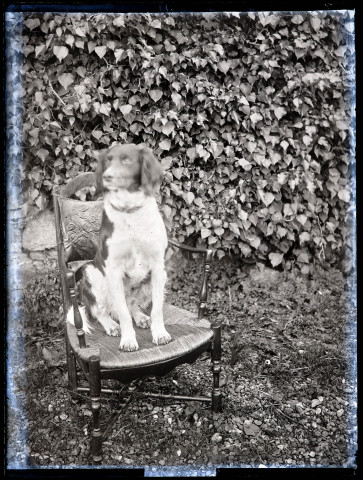 Chien assis sur une chaise en extérieur.