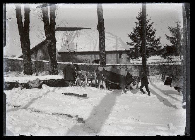 Attelage de bœufs à un tronc d'arbre pour le débardage dans la neige à Vers-en-Montagne.