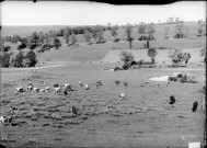 Edouard Brocard avec son troupeau. Nozeroy