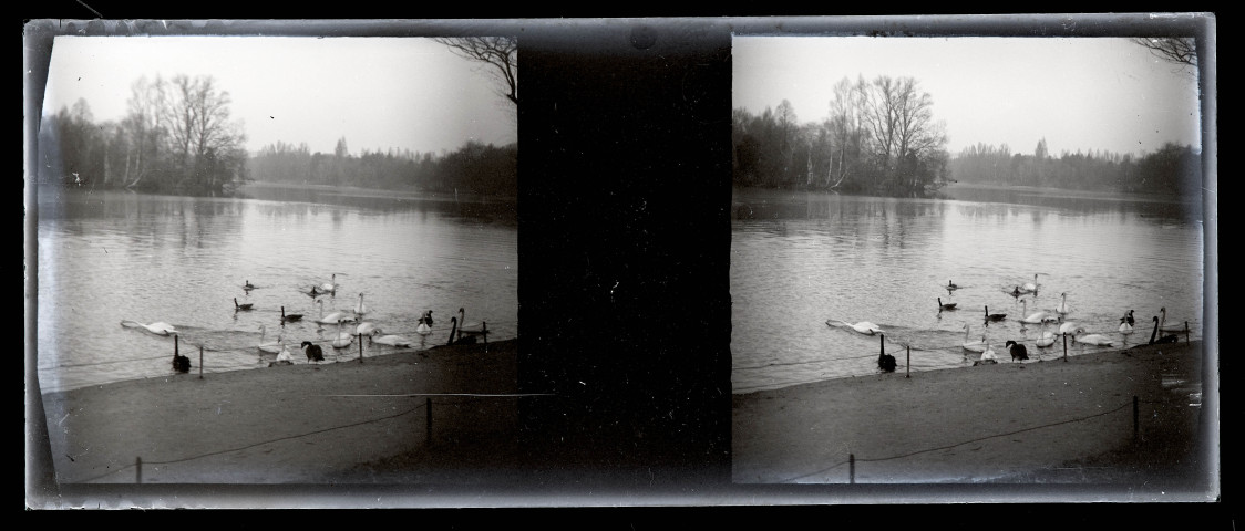 Cygnes et canards au bord d'un plan d'eau entouré d'un parc boisé.