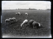 Moutons broutant sur un terrain herbeux.