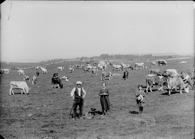 Famille gardant des vaches