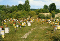 Clairvaux-les-Lacs (Jura). Les Établissements Roger Deloule et Fils, apiculteurs récoltants. Station d'élevage et de fécondation à Clairvaux-les-Lacs.