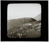 Pèlerinage à Notre-Dame de La Salette : moutons paissant sur la montagne.