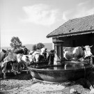 Groupe de vaches près d'une fontaine.
