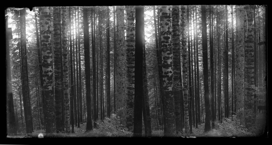 Sous-bois, sur la route de Montlebon à Louadey.