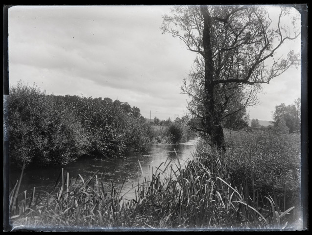 Végétation le long d'un cours d'eau.