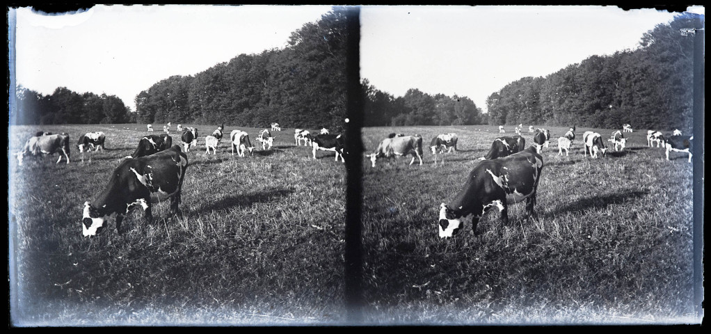 Vaches broutant près d'une rangée d'arbres.