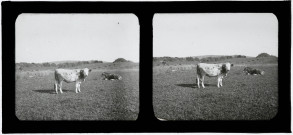 Deux vaches sous la surveillance d'un jeune vacher.
