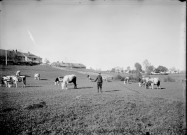 Hyacinthe Roy gardant un troupeau de vaches. Nozeroy