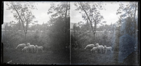 Brebis et agneaux sur un terrain arboré.