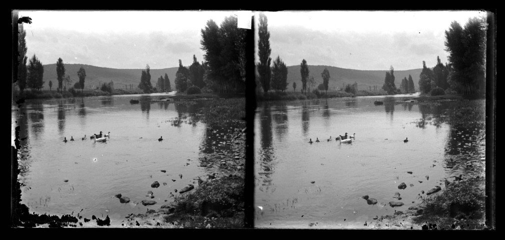 Oies et canards sur la Loue à Port-Lesney.