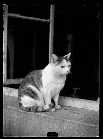 Chat assis sur le rebord d'une fenêtre.