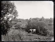 Deux vaches broutant sur un terrain arboré.