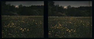 Vallée du Hérisson, trolles en fleur.