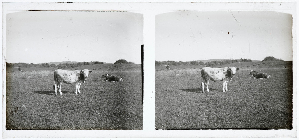 Deux vaches sous la surveillance d'un jeune vacher.