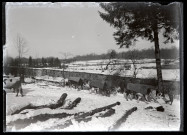 Débardage en hiver à Vers-en-Montagne, un convoi de bœufs tire un tronc d'arbre dans la neige.