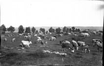 Un troupeau de vaches dans un champ