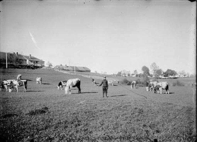Hyacinthe Roy gardant un troupeau de vaches. Nozeroy