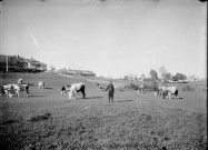 Hyacinthe Roy gardant un troupeau de vaches. Nozeroy