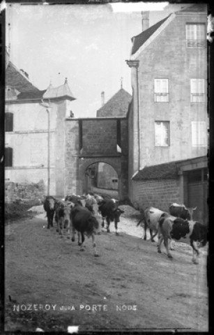 Un troupeau de vaches passant par la porte nods à Nozeroy