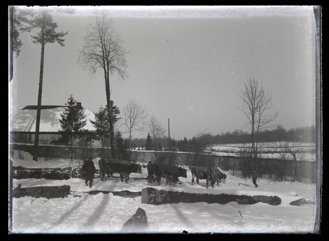 Bœufs attelés pour le débardage de troncs d'arbre dans la neige à Vers-en-Montagne.
