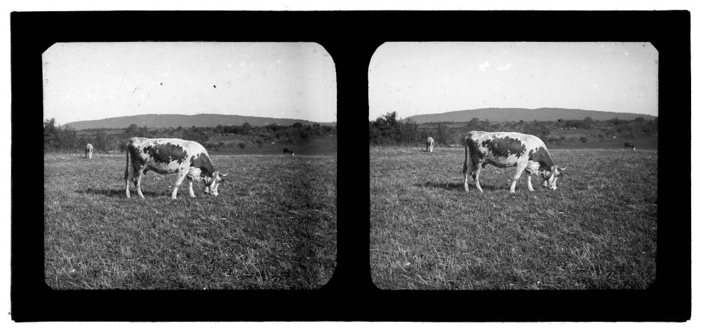 Vaches paissant dans les environs d'Arbois.