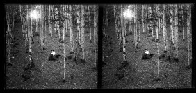 Sous-bois de bouleaux, Emilie Vuillaume et son caniche Coquette prennent la pose assis au milieu des arbres.