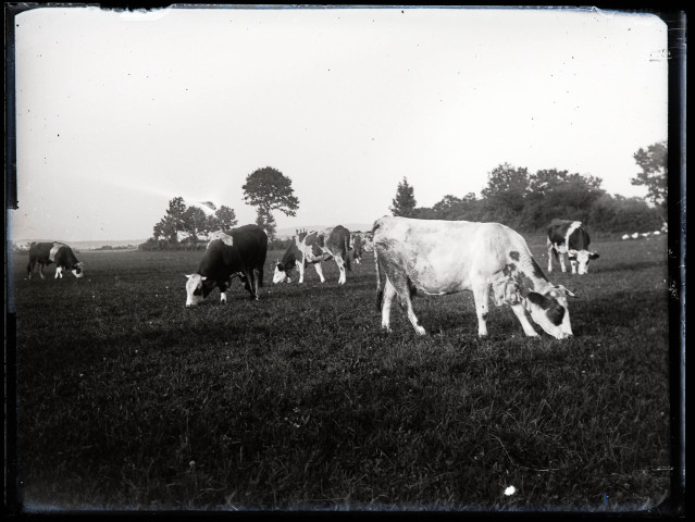 Vaches en train de brouter.