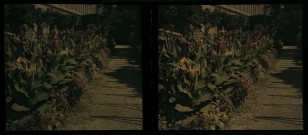 Grenoble, bordure de camias.