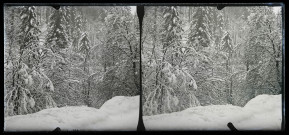 Forêt sous la neige.