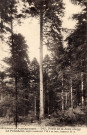 Forêt de la Joux (Jura). 767. Excursion en Franche-Comté. Forêt de la Joux, le Président sapin mesurant 7m50 à sa base, hauteur 52m. Besançon, L. Gaillard Prêtre.