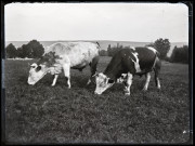 Deux vaches broutant côte à côte.