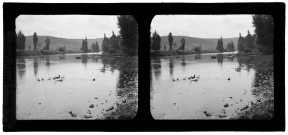 Oies et canards sur la Loue à Port-Lesney.