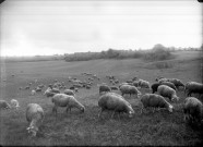 Troupeau de moutons