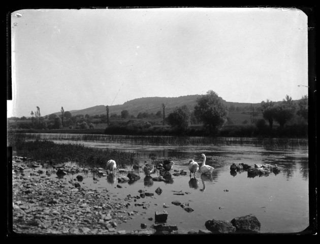 Oies et canards au bord de la Loue, à Port-Lesney.