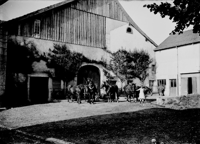 Chevaux devant une ferme. Mignovillard