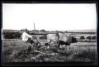 Homme conduisant une faucheuse tirée par des bœufs.