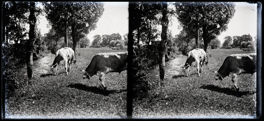 Deux vaches broutant près d'un ruisseau.