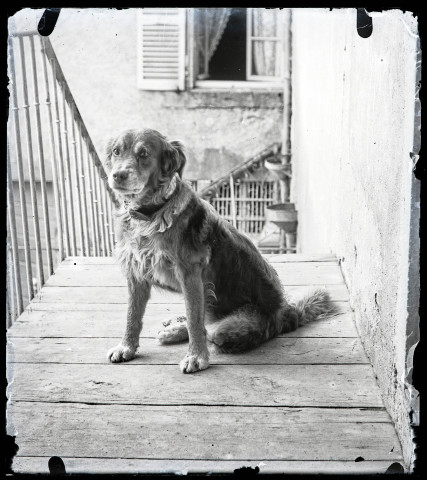 Chien assis devant une habitation.