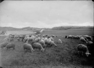 Moutons dans un pré