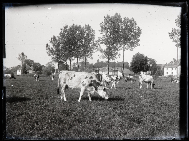 Vaches broutant dans un terrain arboré près d'habitations.