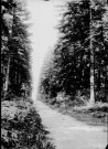Chemin dans une forêt